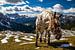 Paard in berglandschap - Dolomiti di Sesto - Veneto - Italië van Felina Photography