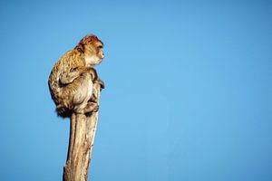 Uitzicht post Berberaap van Rob Boon