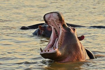 Nijlpaard met open bek Zuid Afrika van Truus Hagen