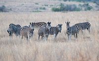 Zebra's