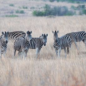 Zebras by Joop Bruurs