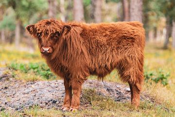 Scottish Highland cattle calf in the Veluwe nature reserve by Sjoerd van der Wal Photography