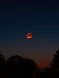 Blood Moon Above the Trees