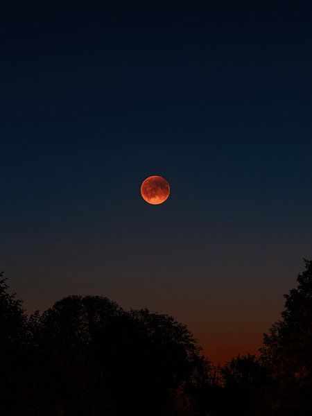 Blood Moon Above the Trees by David Krause