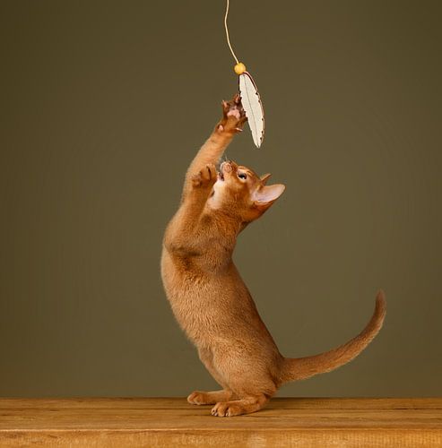 Ich hab's! Rotes Abessinierkätzchen spielt mit Feder vor olivgrünem Hintergrund