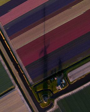 Schatten der Windmühle über Tulpenfeldern von Ewold Kooistra