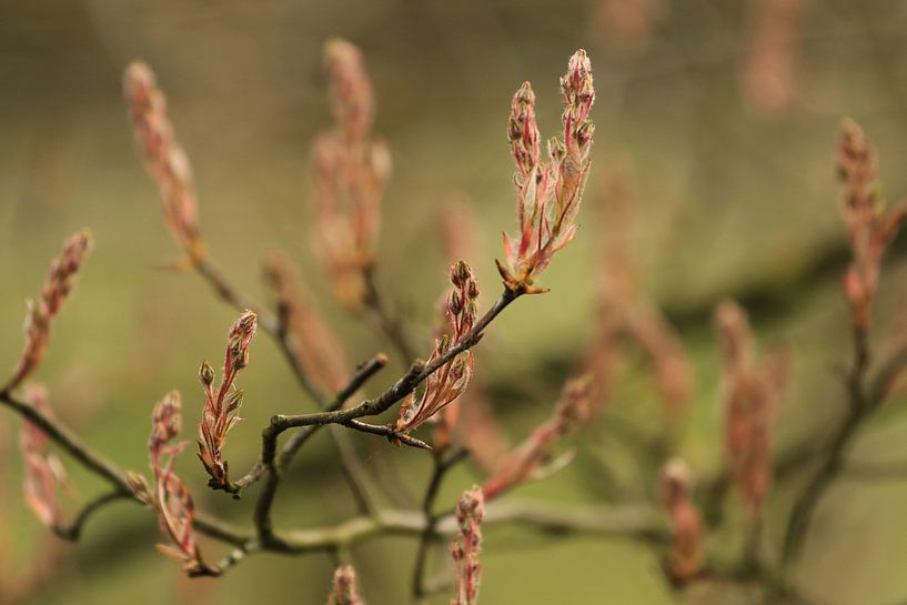 Spring! von Henriëtte Kelderman-Makaaij