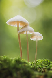 Triplets I by Richard Stoop