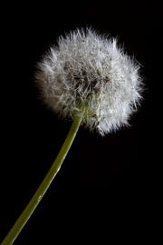 Dandelion with fluff