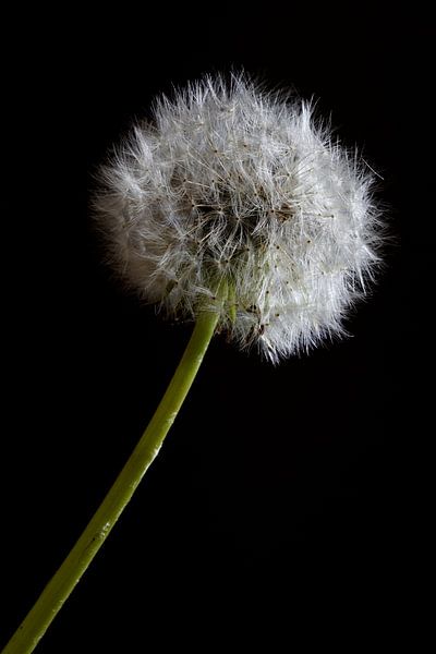 Dandelion with fluff by Herman Peters