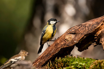 Grande Mésange