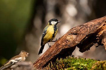 Great Tit