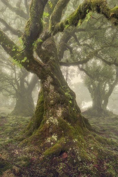 Madeira by Frans van der Boom