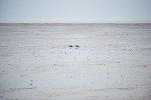 Paartje op het wad