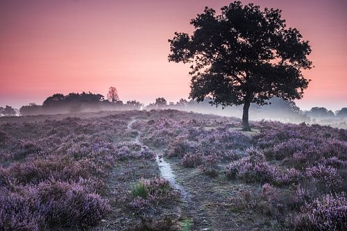 Heather in bloom in De Groote Peel