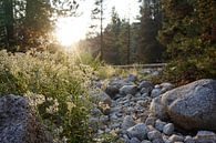 Sunset in Sequoia National Park van Studio Voorpret thumbnail