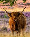 Scottish Highlander on purple moor! by gooifotograaf thumbnail