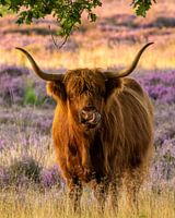 Schotse hooglander op paarse hei!