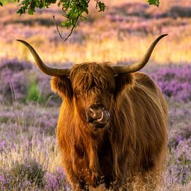 Schotse hooglander op paarse hei! van gooifotograaf