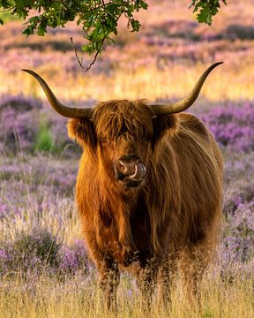 Schotse hooglander op paarse hei! van gooifotograaf