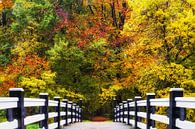 Boslandschap "Brug naar de Herfst" van Coen Weesjes thumbnail