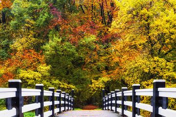 Paysage forestier "Bridge to Autumn" (Pont d'automne) sur Coen Weesjes