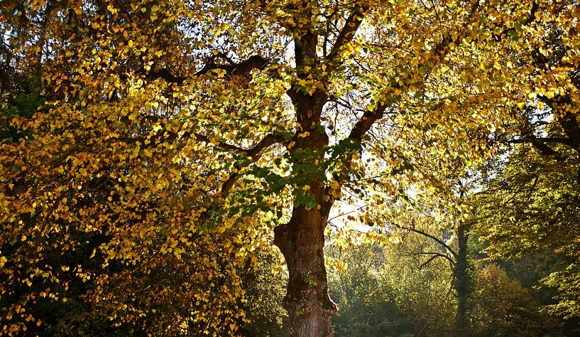 Beuk in herfstzon van Werner Lehmann