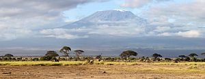 Einzigartige große XXL Amboseli Kenia-Ansicht von Roland Smeets