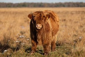 Junger schottischer Highlander in natürlicher Winterlandschaft