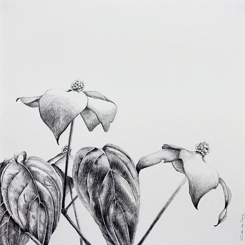 Compostie met Kornoelje