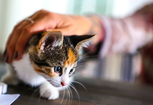 newest feline friend