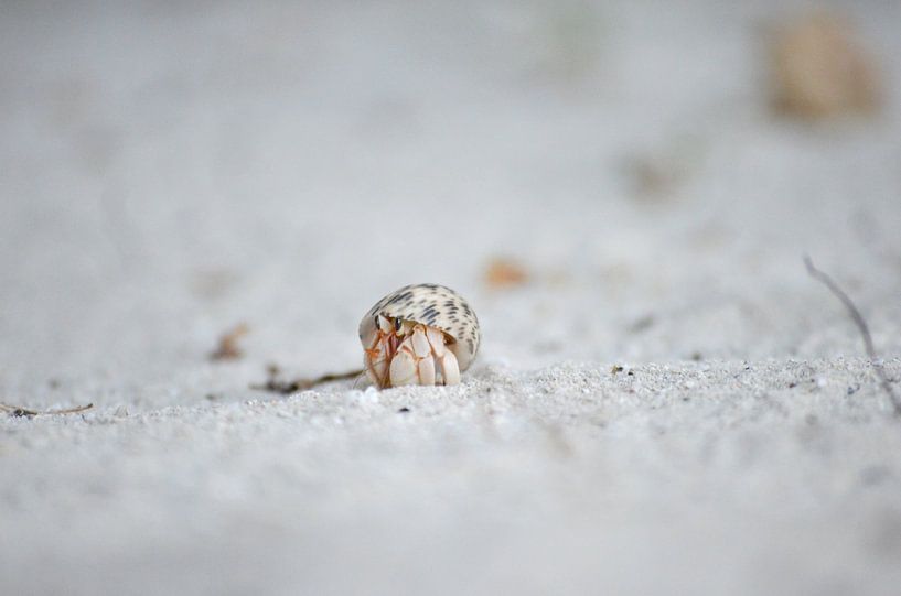 Lonely crab by Patrick Aniszewski