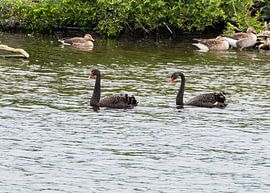 schwarze Schwäne von Merijn Loch