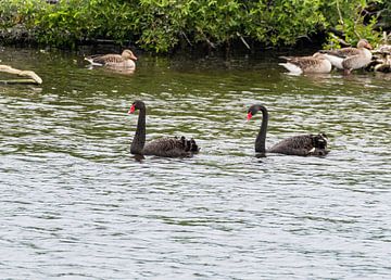 black swans by Merijn Loch