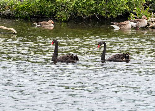 black swans