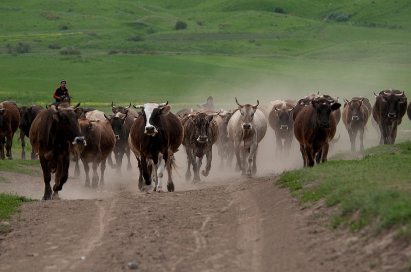 Aanstormende koeien in Kirgizië.  par Margreeth Kersbergen