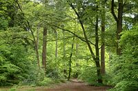 Walking in the forest