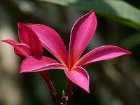 Paarse Bloem
