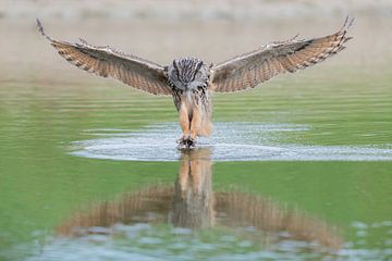 Chouette aigle avec reflet. sur Larissa Rand