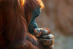 Oran-oetan moeder en baby