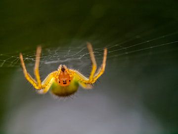 Gurke Spinne von Martijn Wit
