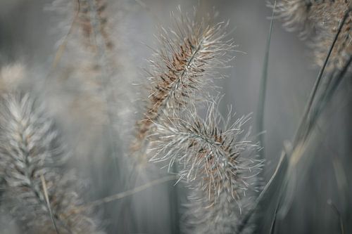 Golden yellow brown grass ears in fine edit by KB Design & Photography (Karen Brouwer)