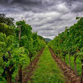 Moselle vines by Ger Nielen