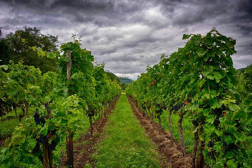 Moselle vines by Ger Nielen