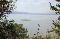 Kerkini - Vue à travers les buissons sur le lac et les montagnes par ADLER & Co / Caj Kessler Aperçu