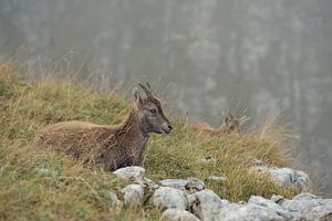 Steenbok / Alpine ibex ( Capra ibex ), jong dier, rustend in het gras om te herkauwen, wild, Europa.