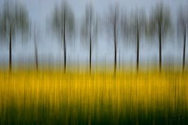 Trees by Ellen Snoek