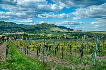 German Wine Route by Tobias Rühling