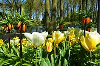 Tulpen bos