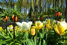 Tulips by Monique van Falier